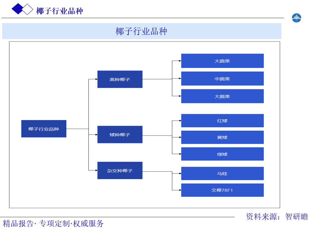 椰子行业品种图片