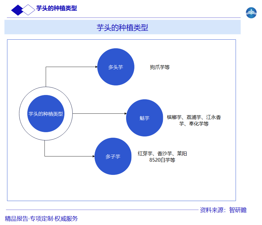 芋头的种植类型智研瞻行业报告网图片